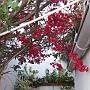 Des fleurs, même encore en novembre